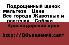 Подрощенный щенок мальтезе › Цена ­ 15 000 - Все города Животные и растения » Собаки   . Краснодарский край